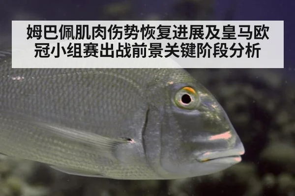 姆巴佩肌肉伤势恢复进展及皇马欧冠小组赛出战前景关键阶段分析